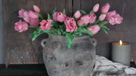 Tulp parrot roze l 1 boem