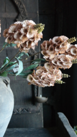 Dianthus bloem kunst | cappuccino