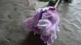 Tulp parrot Frans paars l 1 bloem 73 cm