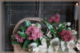 Skimmia kunst tak  | rood