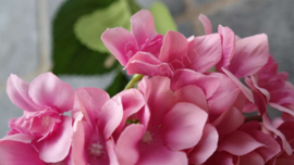 Hortensia tak | roze XL