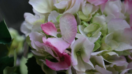 Hortensia bloem zijden | roze/groen