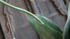 Tulp parrot kunst roze l XL