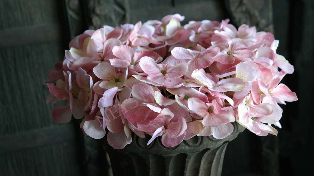 Hortensia krans zijden | roze 30 cm