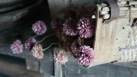 Dahlia bloem kunst | oud roze