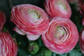 Ranonkel bloem zijden BB | roze