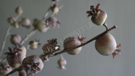 Granaatappel kunst tak 95 cm | bruin-groen
