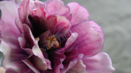 Tulp peony roze l 1 boem 67 cm