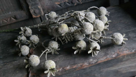 Rozenbottel tak namaak XL | bruin-groen