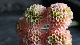 Bosje Dahlia's kunst | roze/zalm