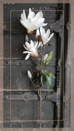 Magnolia tak | wit 80 cm