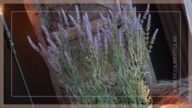 Lavendel in pot | M