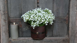 Gipskruid bosje wit | 30 cm