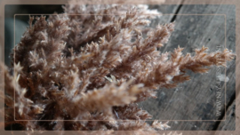 Astilbe boeket LED bruin