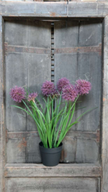 Allium plant namaak paars | S