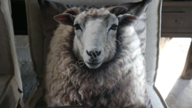 Kussen velvet | schaap