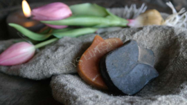 Geurbloem tulp | Black Amber