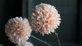 Pom pom tak kunst | zalm