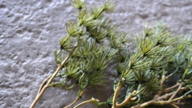 Asparagus tak real touch | 100 cm