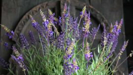 Lavendel plant in pot kunst | XL