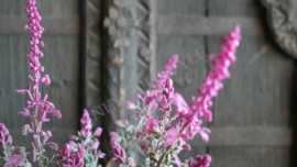 Salie plant in pot kunst | roze