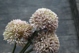 Allium bloem kunst 44 cm | roze