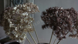 Berenklauw tak namaak 60 cm | goud glitter