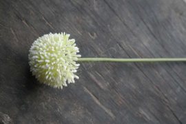Allium bloem kunst 44 cm | créme-groen