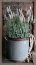 Setaria grass | M