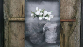 Tuinposter | witte tulpen
