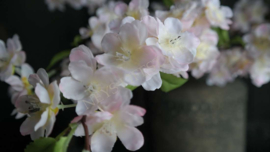 Bloesem namaak tak | zachtroze