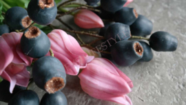 Bessen tak blauw/paars | 72 cm