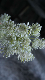 Wildwortel /fluitekruid kunst bloem | wit