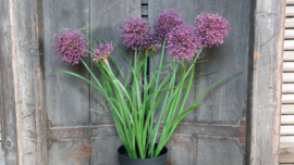 Allium plant namaak paars | S