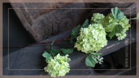 Hortensia/ Viburnum tak | groen 85 cm