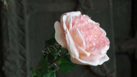 Roos kunst bloem | roze