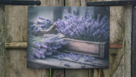 Tuinposter | Lavendel M