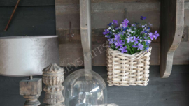 Vlijtig liesje plant plastic | paars