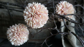 Pom pom tak kunst | champagne