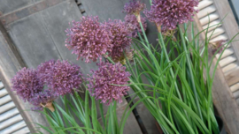 Allium plant namaak paars | S