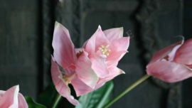 Medinella kunst bloem  | roze