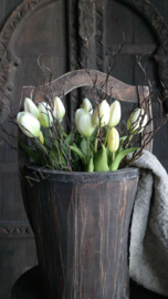 Tulp in pot | wit-groen 24 cm