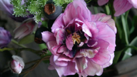 Tulp peony roze l 1 boem 67 cm