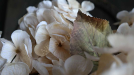 Hortensia zijden bloem | beige