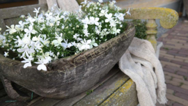 Vlijtig liesje plant plastic | wit