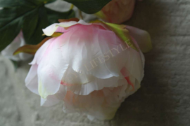 Pioenroos zijde | roze 70 cm