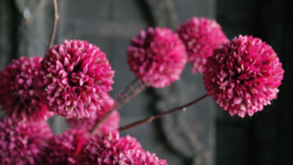 Pom pom tak kunst | paars