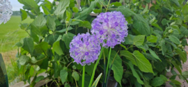 Solar Bloem op steker | paars 2 bloemen