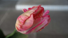 Tulp parrot kunst roze l XL