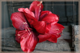 Amaryllis kunst bloem  | rood 66 cm